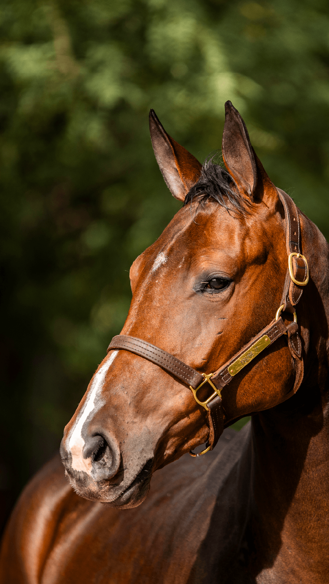 Pegasus Irish Queen